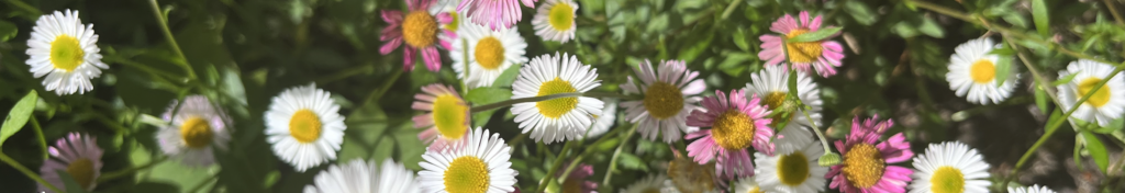 Mohala-Healing-Wellness-Offerings-Photo-3